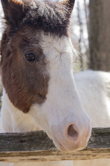 White Horse