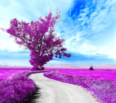 Fototapeta Surrealistyczny krajobraz Drzewo i droga między polami