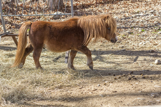 Brown Pony