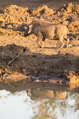 Warthog with big teeth drink from waterhole