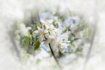 White flowers of apple tree