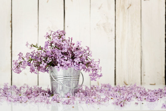 Fototapeta lilac flowers