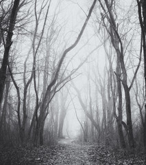 foggy trail