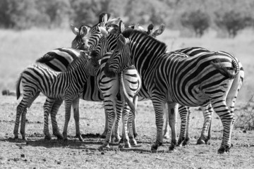 Fototapeta na wymiar Zebra herd in black and white photo with heads together