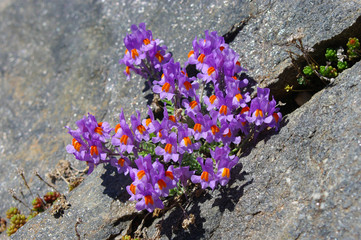 Fleurs alpines : linaire, Linaria alpina
