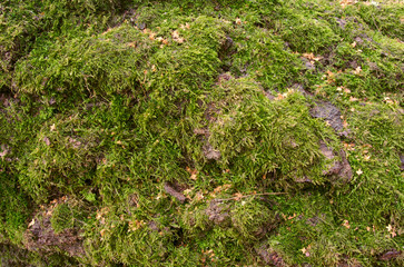 Moss closeup view
