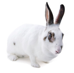 Cute spotted white rabbit on white isolated