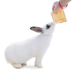 Cute white rabbit on white isolated try snatch bread from hand