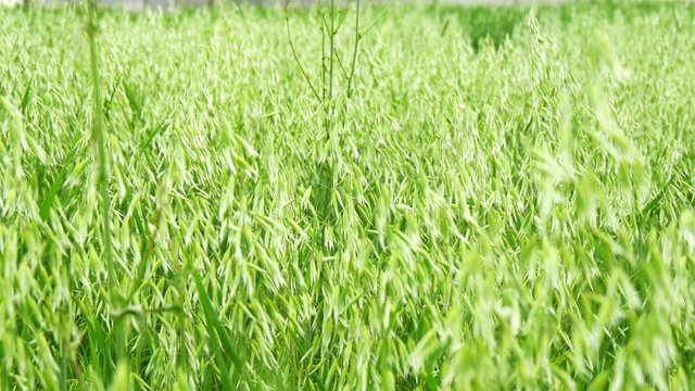 Oatfield, still not mature (4K)