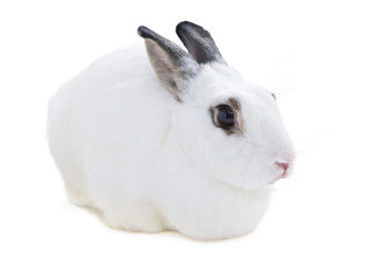 Cute spotted white rabbit on white isolated