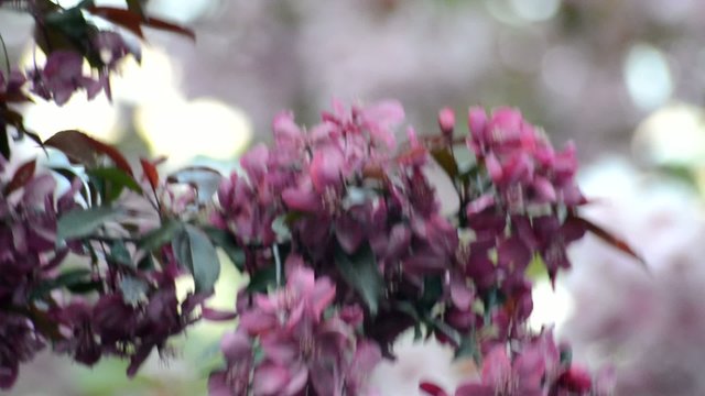 Fruehlingsbaeume