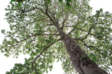 Huge tree on white background. in looking up viewed