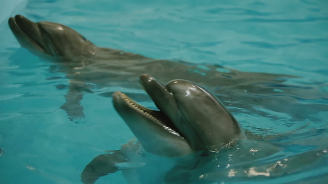 two dolphin in the pool
