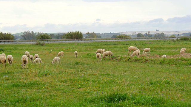 Sheeps grazing in a meadow (4K)