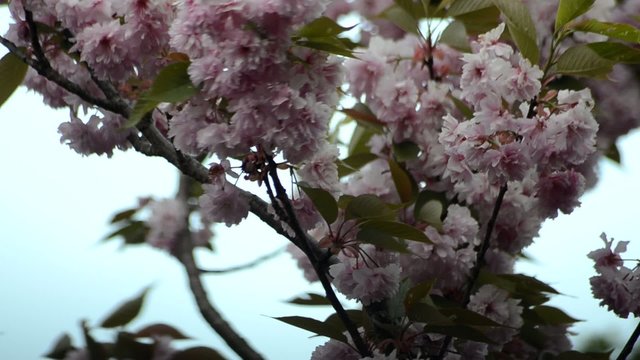 Fruehlingsbaeume
