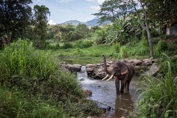 Elephant Bath - Thailand