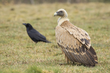 Fototapeta premium Griffon vulture ( Gyps fulvus ) perched on the floor