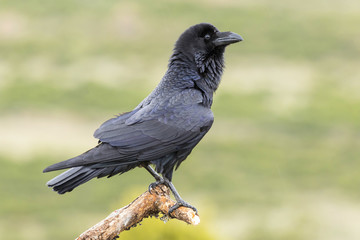 Common Raven (Corvus corax ) perched on a branch
