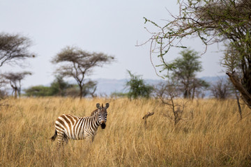 Zebra in the Serengeti - Tanzania