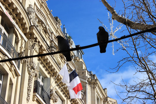 Pigeons sur l'Avenue des Champs-&Eacute;lys&eacute;es