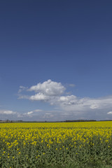 Obraz premium Canola field under blue sky