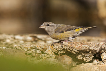 Common crossbill ( Loxia curvirostra ) , drinking water