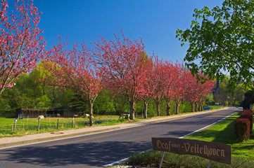Kirschblüte in Vettelhoven