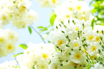 Obraz premium Weiße Kletterrose