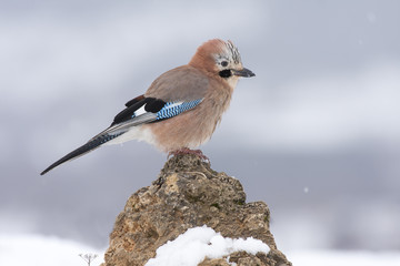 Jay, (Garrulus glandarius), perched on a rock in the snow