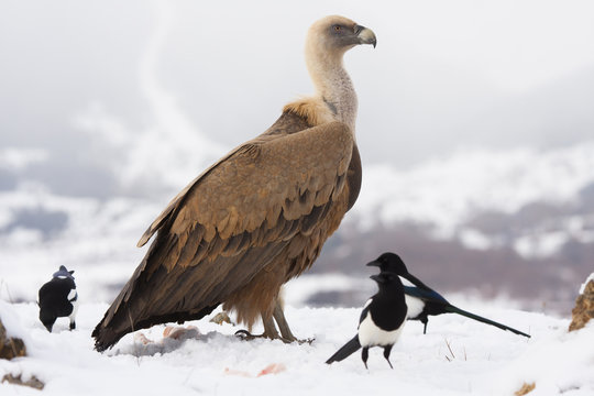 Griffon vulture, (Gyps fulvus),  in the snow