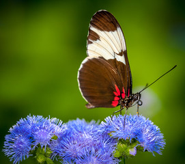 butterfly on green background and the grass
