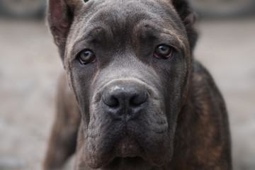 Dog Cane Corso looks directly into the camera