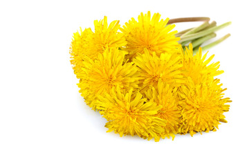 Yellow Dandelion isolated