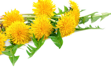 Yellow Dandelion isolated