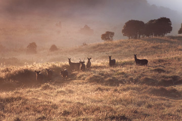 Dreamy landscape with wild deers