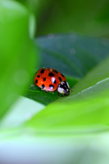 Fototapeta premium Marienkäfer auf Blattlausjagd