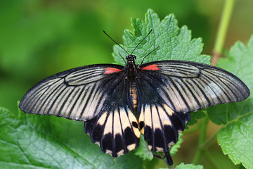 Papilio memnon, Great Mormon