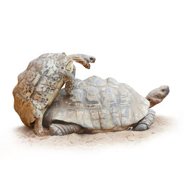 Funny picture of a love making turtles couple.