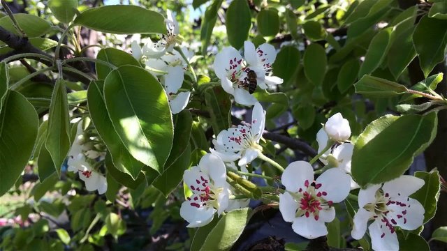 Pear flowers blooming in springtime. Branches of pear tree in bl