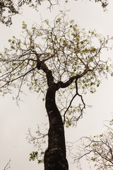 the tree