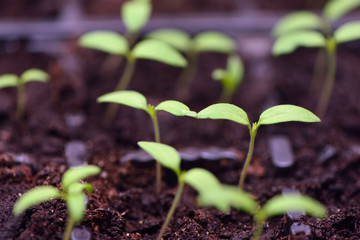 Seedlings of tomato sprouts