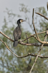 Double-crested Cormorant perched on a tree