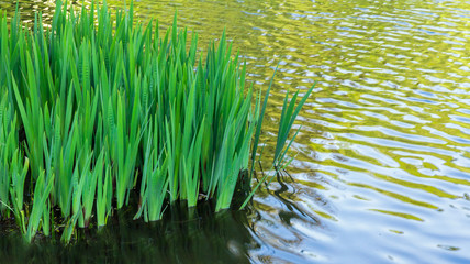 Iris Leaves in a Rippling Pond with Copy Space