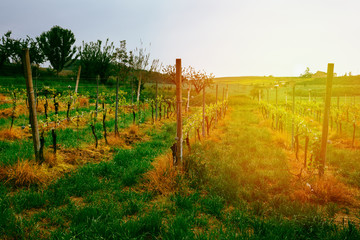 Vineyard from Lù Monferrato, piedmont, Italy