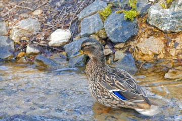 Duck in the water