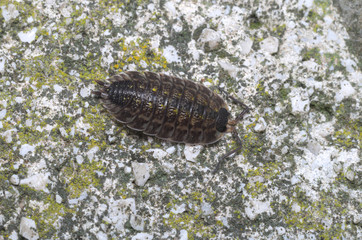 Pill-bug (Isopoda) wandering on a rock
