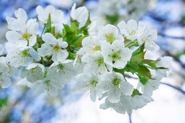 Weiße Blüten, Kirschblüte