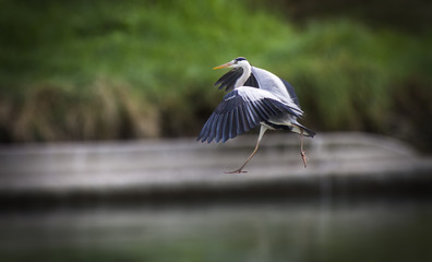 gray heron