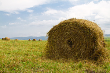 Hay harvesting