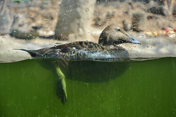 Duck, bird swimming in water, close detail.